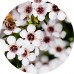 Manuka E/O: Vital Herb